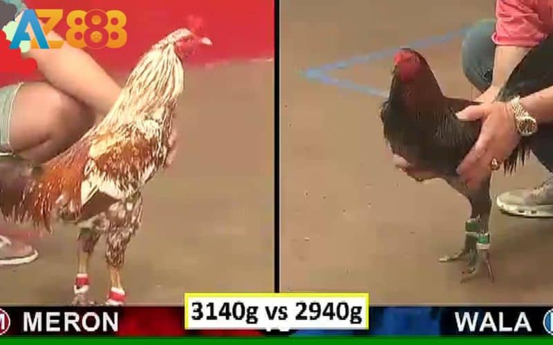 Các trận đá gà Thomo tại AZ888 phát sóng với hình ảnh sắc nét Các trận đá gà Thomo tại AZ888 phát sóng với hình ảnh sắc nét