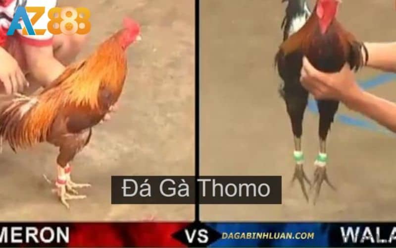 Đá gà Thomo là hình thức phát sóng trực tiếp các trận đấu tại AZ888 Đá gà Thomo là hình thức phát sóng trực tiếp các trận đấu tại AZ888